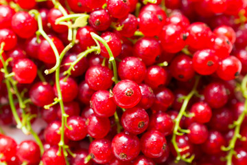 red Currant. Berries background. Fresh organic currant from village garden. Currant organic berries. Ecological berries for desserts, smoothie or jam