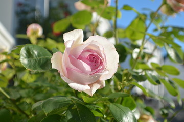 rosa Rosen, Rosenbäumchen am Circus, Rosenstadt Putbus auf Rügen