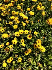 gelbe Blüten, Blumen