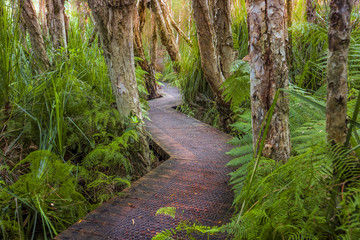 Boardwalk through lush coastal rainforest and swamp lands