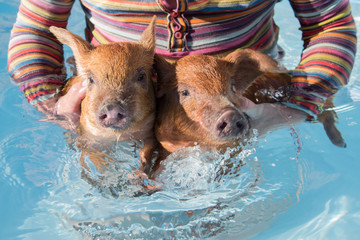 Happy farmer in striped clothes color freedom flag holds in hands two red pigs and lets them swim...