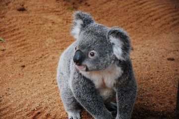 Koalas in Queensland