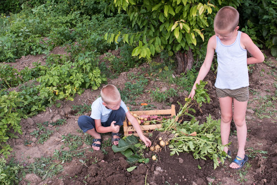 Happy village children help to collect first harvest of young potatoes in garden. Boys are happy together on vacation in village. Concept of ecological nutrition, biological, vegetarian style