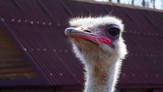 adult ostrich's head close-up