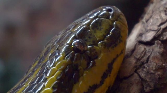 yellow paraguayan anaconda creeping on wood close-up portrait.