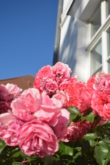 Fototapeta premium rosa Rosen, Rosenbäumchen am Circus, Rosenstadt Putbus auf Rügen