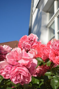 rosa Rosen, Rosenb&auml;umchen am Circus, Rosenstadt Putbus auf R&uuml;gen