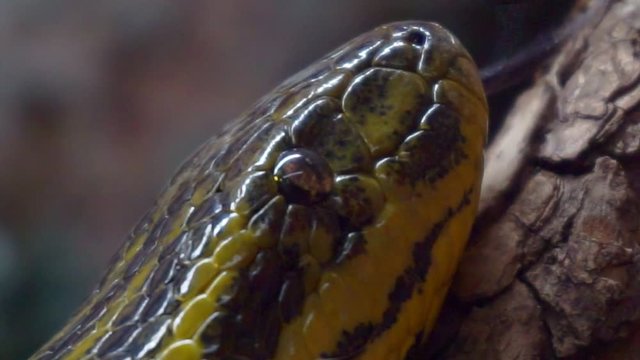 yellow paraguayan anaconda creeping on wood close-up portrait.