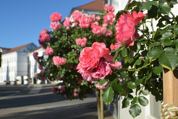 rosa Rosen, Rosenbäumchen am Circus, Rosenstadt Putbus auf Rügen