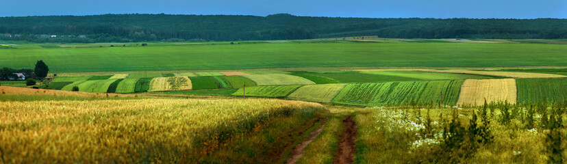 Fototapeta na wymiar panoramic appearance of colored fields with dirt road