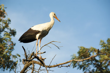 Stork on the tree.