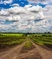 Fototapeta na wymiar Summer view with dirt road on fields