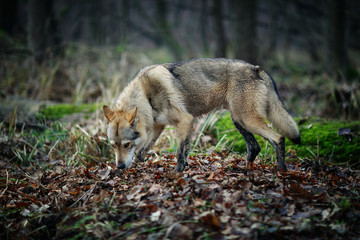 Timber wolf (Canis lupus) hunting in the carpathian forest during Autumn