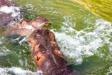 Fighting Hippopotamus