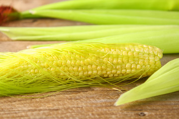 Close up of a young ear of corn with silk tassel in midwestern cornfield.
