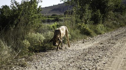 Dog fila brasileiro