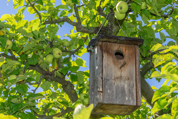 selbstbau Vogelhäuschen im eigenen Garten 