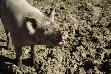 Vietnamese farm pig