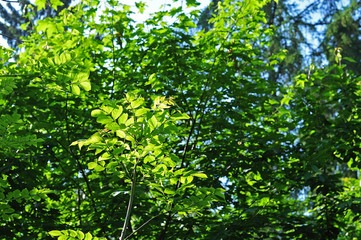 leaves of a common ash tree in morning sun