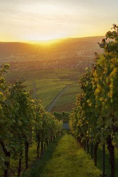 WeinbergeFellbach