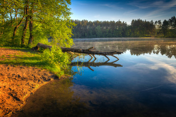 Pine tree cut by the beaver lies in the water. Spring landscape. Masuria, Poland. - obrazy, fototapety, plakaty