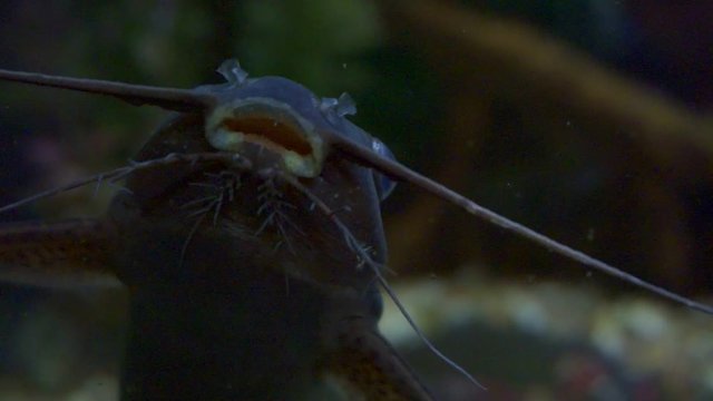 Mystus vittatus striped dwarf catfish close-up