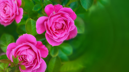 Pink roses on green natural background. Copy space.