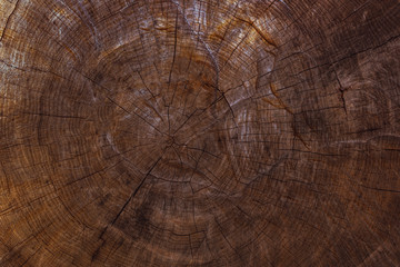 Old tree  trunk. Brown texture of wood.
