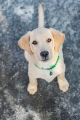 Cute Labrador retriever puppy sitting and walking in the playground outdoors