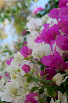 begonvil beautiful flower