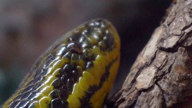 yellow paraguayan anaconda creeping on wood close-up portrait.