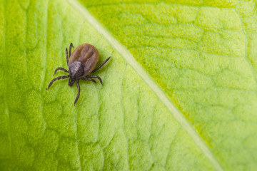 Deer tick on a green leaf background. Ixodes ricinus. Close-up of dangerous infectious mite on natural texture with diagonal line. It carries encephalitis, Lyme borreliosis, babesiosis, ehrlichiosis. - obrazy, fototapety, plakaty