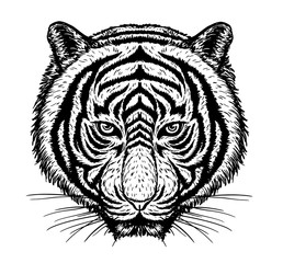 Tiger vector drawing on white background.Tiger tattoo art highly detailed in line art style.