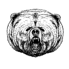 Bear vector drawing on white background.Bear tattoo art highly detailed in line art style.