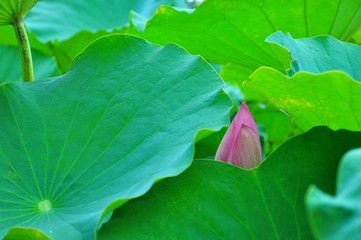 The Blooming Lotus Flowers and Leaves in Baihe, Tainan, Taiwan