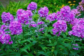 Garden purple phlox (Phlox paniculata), vivid summer flowers
