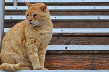 Katze in Athen, Griechenland