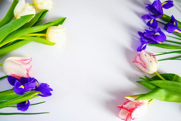 Colorful spring tulips and iris flowers on white background