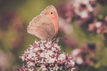 Colorful butterfly on a purple wildflower
