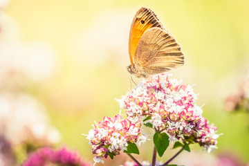 Colorful butterfly on a purple wildflower