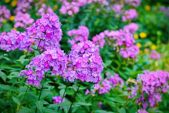 Fototapeta Garden purple phlox (Phlox paniculata), vivid summer flowers