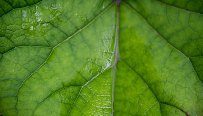 Texture of wet burdock leaf. Floral background. Fresh green burdock leaf texture close up. Natural foliag background. Burdock leaf background for design. Green nature pattern. Burdock leaf close up.