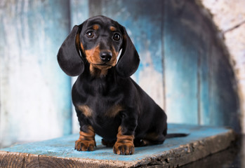 purebred dachshund puppy