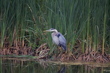 Great Blue Heron