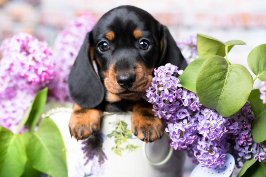 dachshund puppy brown tan color and lilac purple