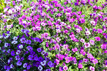 Fototapeta premium Beautiful blooming purple flowers