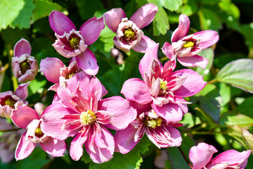 Beautiful blooming pink flowers