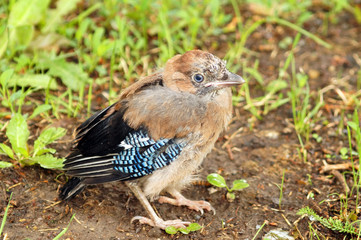 Nestling jay taking off from a nest