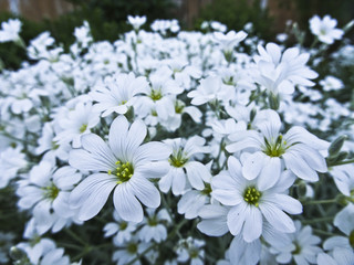 White lawn flowers 