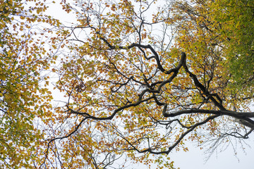 Tree Branch with yellow and green leaves in autumn.